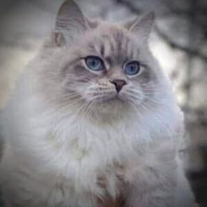 Odri chat sibérien