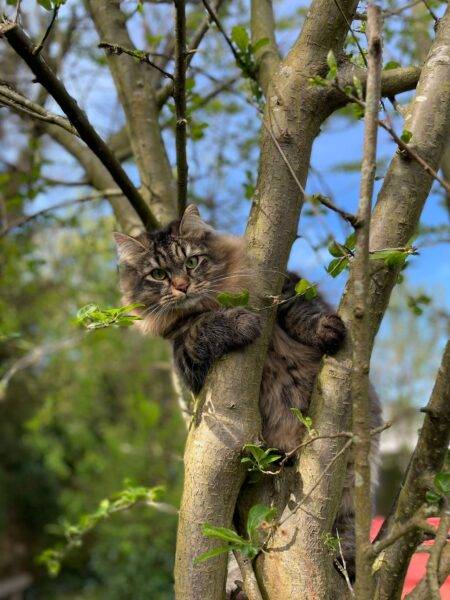 Chat sibérien