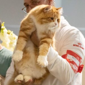 exposition féline orléans chat roux