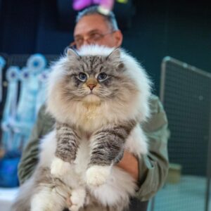 chat sibérien neva masquerade france paris lyon toulouse marseilles avignon montpellier