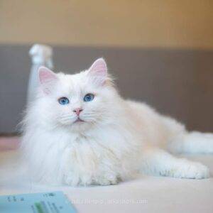 chat blanc