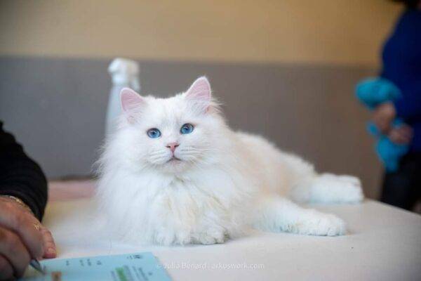 chat blanc