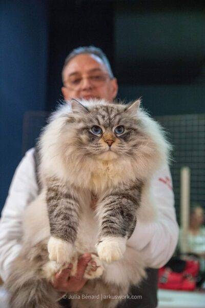 siberien seal tabby point et blanc