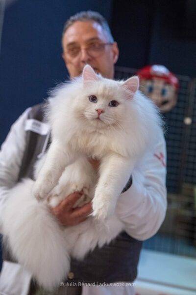 chat sibérien blanc yeux bleus