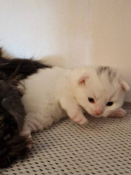 chaton sibérien blanc disponible