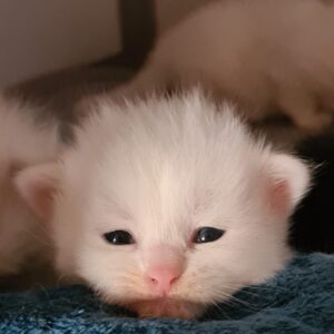 elevage chat siberien toulouse