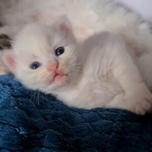 elevage chat siberien toulouse