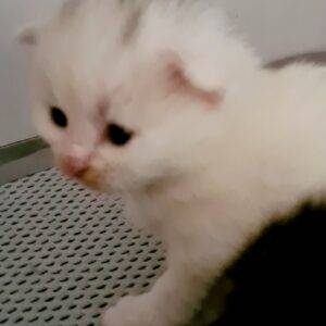 chat siberien blanc