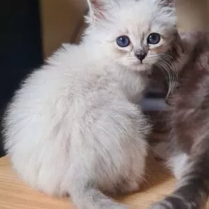 chaton sibérien disponible france toulouse paris bordeaux lyon strasbourg montpellier neva masquerade