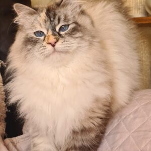 tortie chat siberien