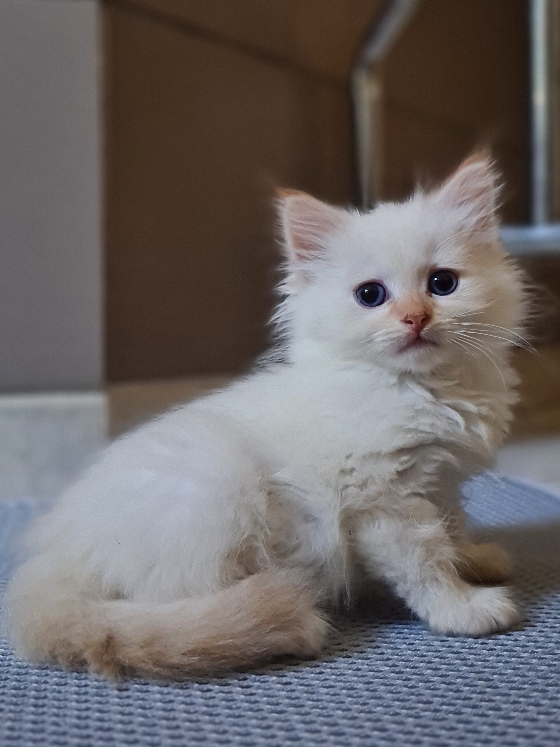 chatons sibériens