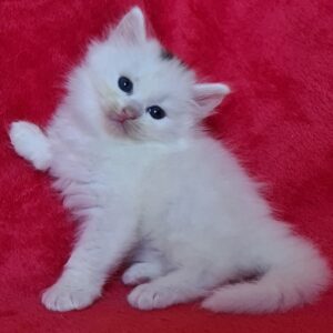 elevage chat siberien france toulouse paris bordeaux lyon marseille montpellier strasbourg bretagne occitanie, chat sibérien blanc