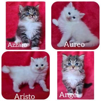 elevage chat siberien france toulouse paris bordeaux lyon marseille montpellier strasbourg bretagne occitanie