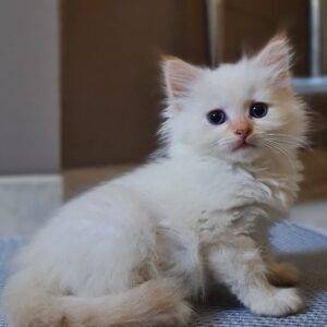 chatons sibériens