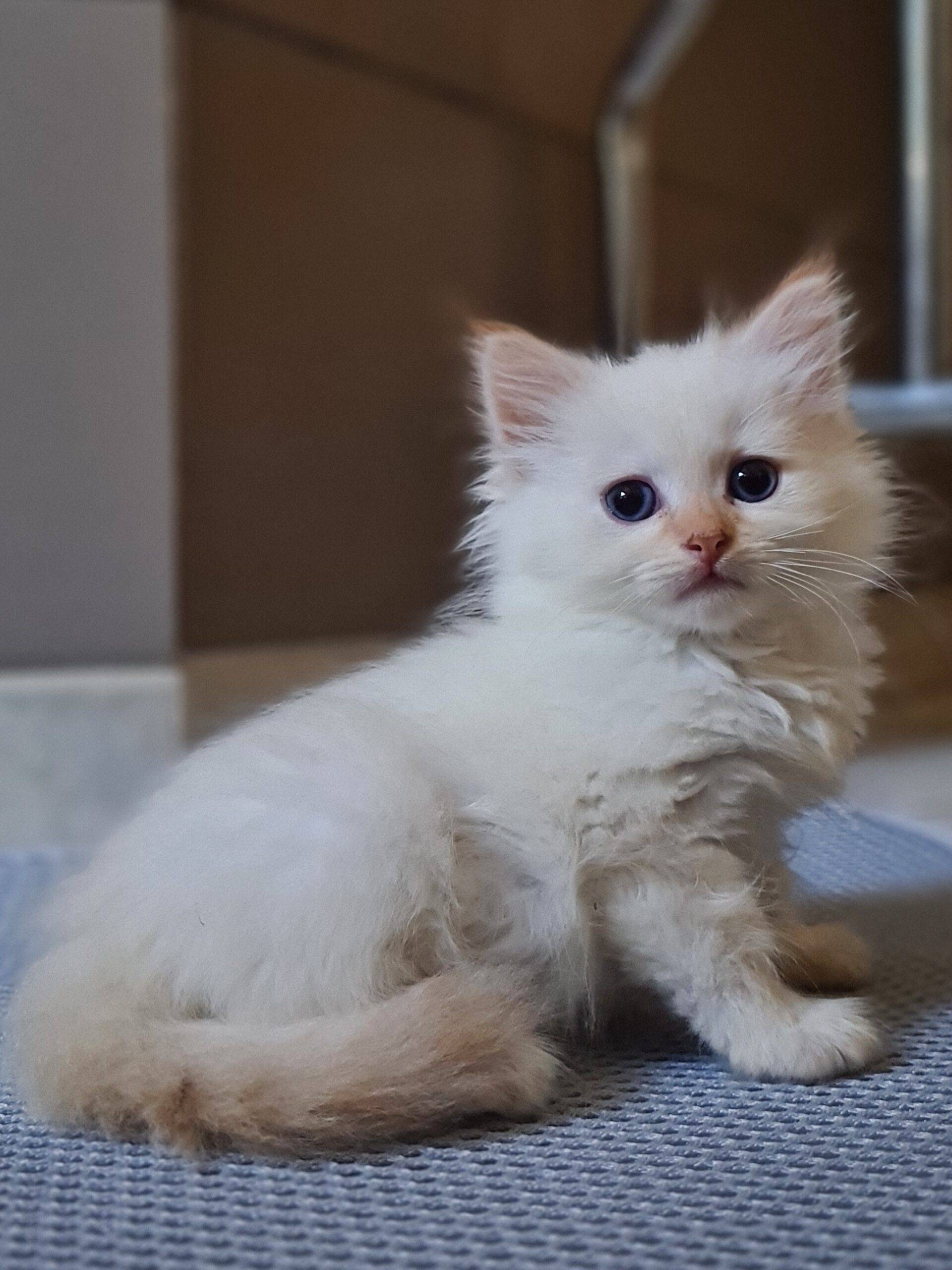 chatons sibériens