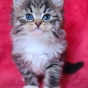 elevage chat siberien france toulouse paris bordeaux lyon marseille montpellier strasbourg bretagne occitanie, chaton sibérien