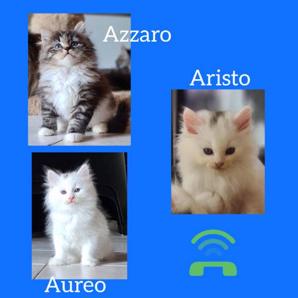 elevage chat siberien france toulouse paris bordeaux lyon marseille montpellier strasbourg bretagne occitanie