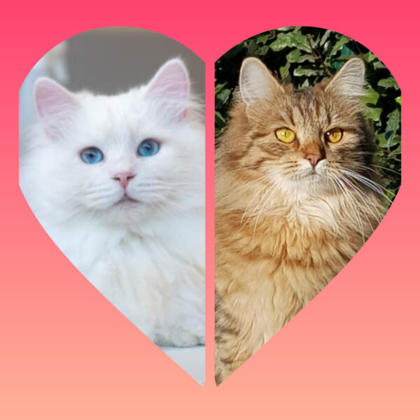 chatons sibériens disponibles Toulouse Lyon Paris Montpellier Bordeaux Rennes Marseille Nice