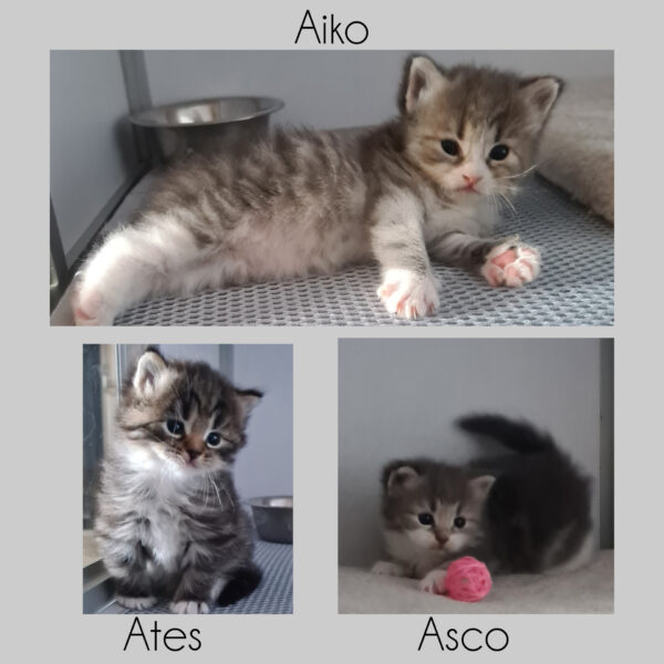 elevage chat siberien france toulouse paris bordeaux lyon marseille montpellier strasbourg bretagne occitanie