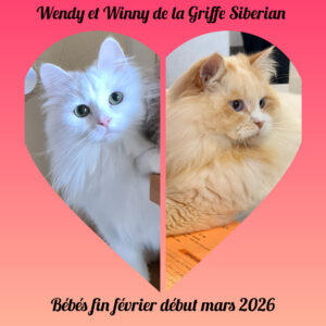 chaton siberien disponibles toulouse lyon paris bordeaux montpellier elevage chat siberien