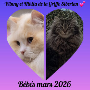 elevage chat sibérien toulouse bordeaux montpellier paris lyon