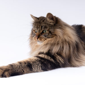 chat siberien traditionnel brown tabby toulouse paris bordeaux pau montpellier monaco