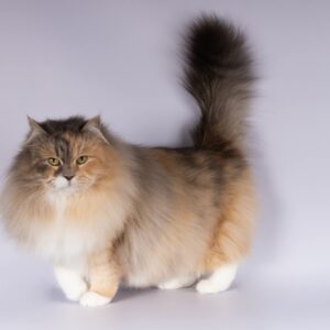 chat sibérien blue tortie