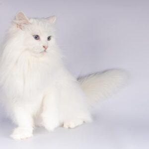 Jenifer chat sibérien blanc