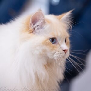 chat roux creme neva masquerade yeux bleus elevage chat siberien toulouse Pau paris bordeaux lyon bretagne monaco