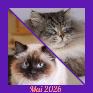 chatons sibériens disponibles neva masquerade