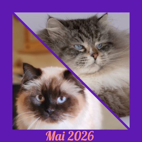 chatons sibériens disponibles neva masquerade