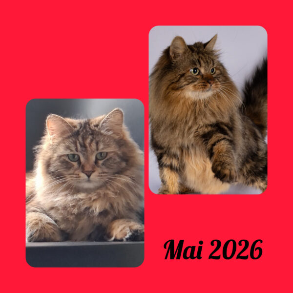 elevage chatterie chat siberien toulouse pau rodez paris bordeaux lyon chaton disponible