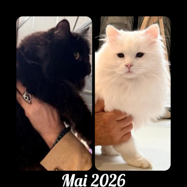 chat blanc chat noir siberien elevage toulouse paris bordeaux montpellier Pau bretagne strasbourg