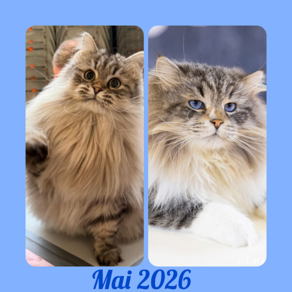 Black silver chat sibérien elevage Toulouse Pau Bordeaux Paris Lyon marseille Montpellier bretagne