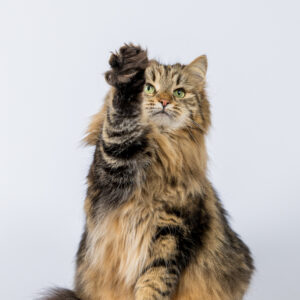 siberien brown blotched tabby