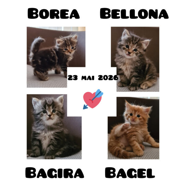 chatons sibériens disponibles réservation pau toulouse paris bordeaux lyon montpellier