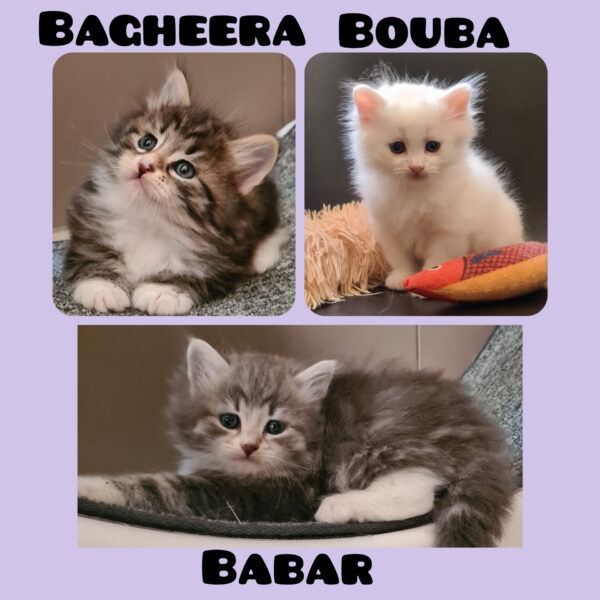 chaton à réserver Pau Toulouse BOrdeaux Paris Nantes Montpellier Cannes Monaco Nimes chat sibérien