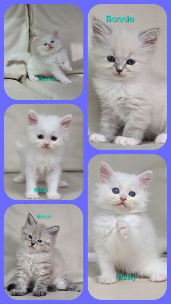 siberien yeux bleus blanc à réserver toulouse bordeaux paris montpellier nantes strasbourg marseille pau