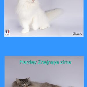 elevage chat siberien blanc et neva masquerade france paris toulouse pau