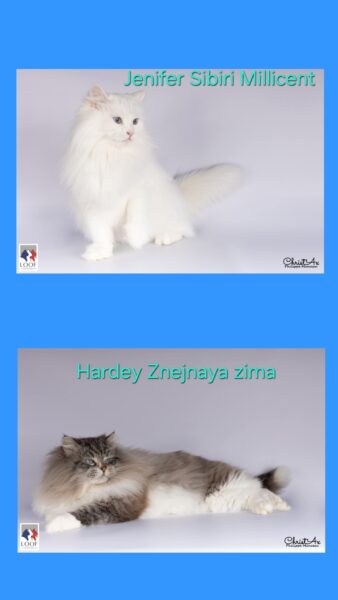 elevage chat siberien blanc et neva masquerade france paris toulouse pau