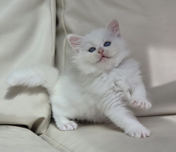 chat blanc yeux bleus siberien 