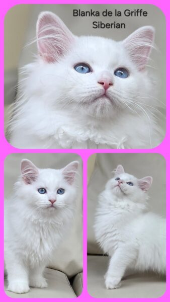 sibérien blanc yeux bleus disponibles paris bordeaux france toulouse pau