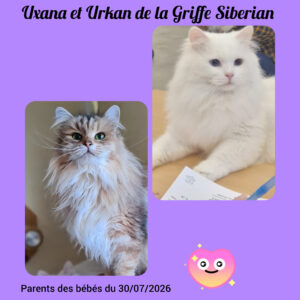 chatons sibériens disponibles Toulouse Occitanie France