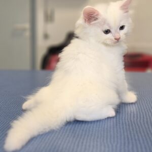 chatons sibériens blancs france toulouse paris occitanie pau bordeaux