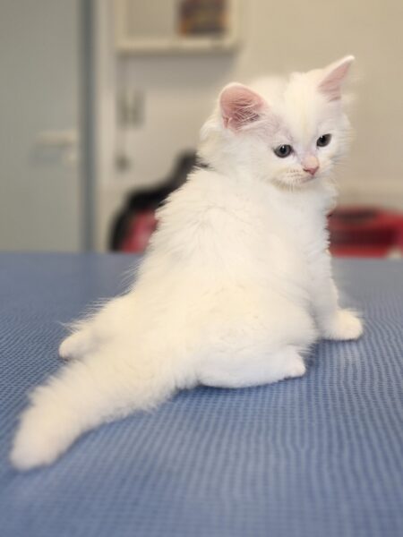chatons sibériens blancs france toulouse paris occitanie pau bordeaux