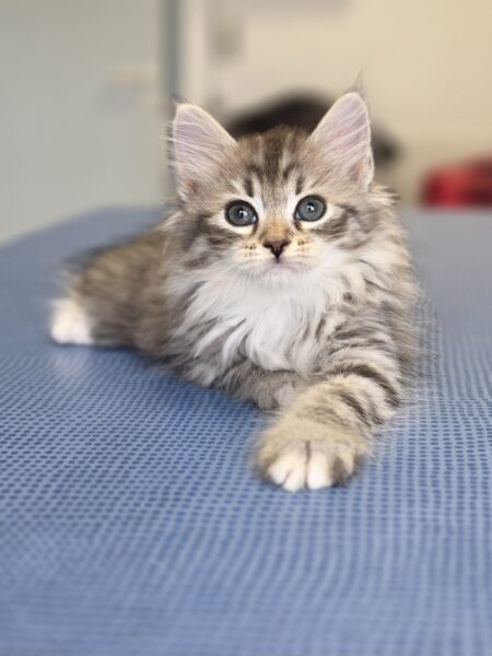 chatons sibériens france toulouse pau paris bordeaux montpellier