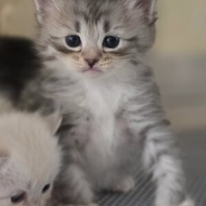 chatons siberien black silver