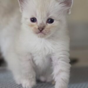 elevage chat siberien